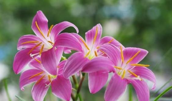  『美爆』5款懒人花，好养易爆盆，花朵清新优雅，花苞突突往外冒，美爆了