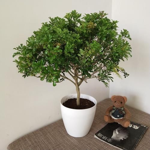  『树苗』家里的院子和阳台！感觉种上这些花果，花香迷人，漫步花丛贼惬意