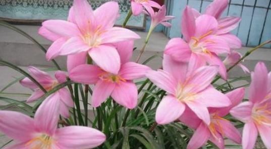  『三角梅』养这4种花，家里全年都是“小花园”，花朵一茬又一茬，绚丽多彩