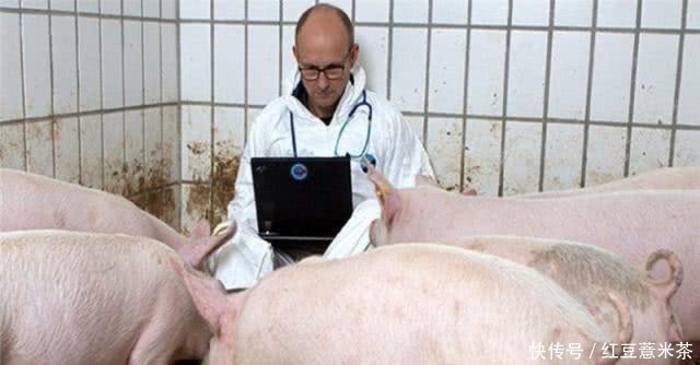  中国■全球最会“养猪”的国家，3个人就能养万头猪，养猪致富不