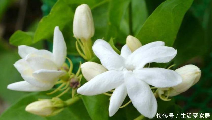 夏堇:夏天到了,家里养上这些花,越晒开花越多,美美一夏天!