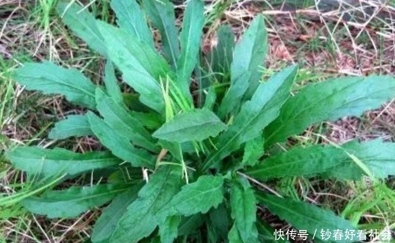  【小飞】乡下常见杂草，现在成了稀罕物，价值珍贵