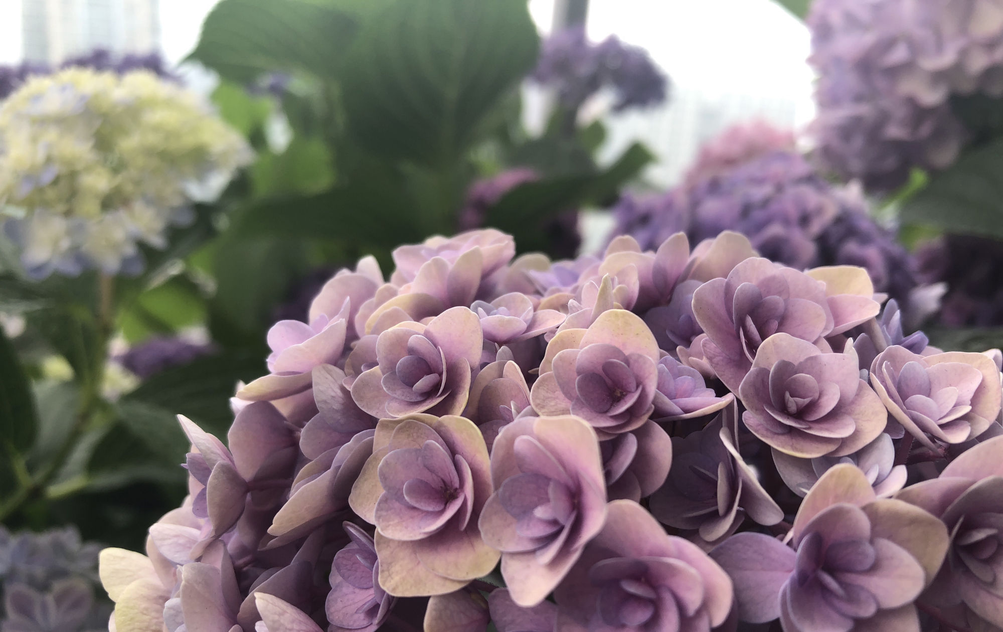 #出大#春季扦插绣球花有技巧,选对枝条是关键,一个月就能出大花苞