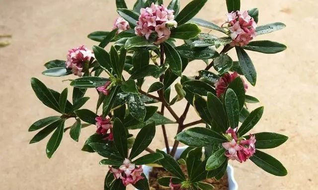  入秋@4、5月逛花市,见到6种花“管住手”,度夏难,喜欢就入秋再买!