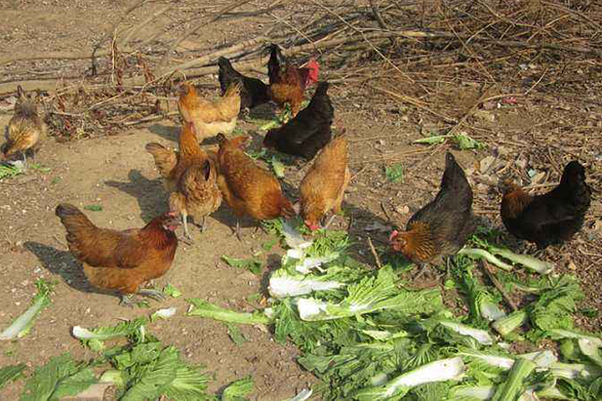  养殖户|农村养殖的土鸡，卖30元一斤有人嫌贵，养殖户：50元一斤