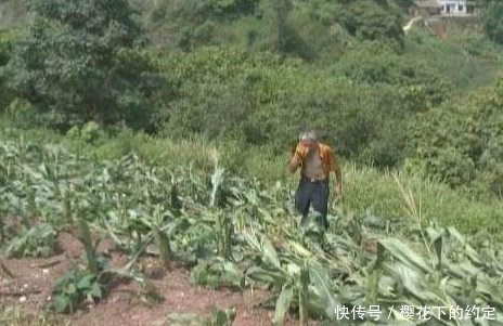 大爷发现自家地里玉米被砍，以为是小孩子顽皮，走近地里后傻了眼