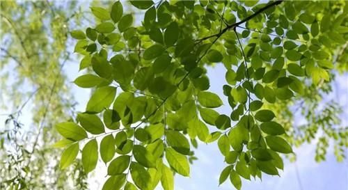  院子里种：老话说：“五树不进宅，财源滚滚来”，其中“五树”