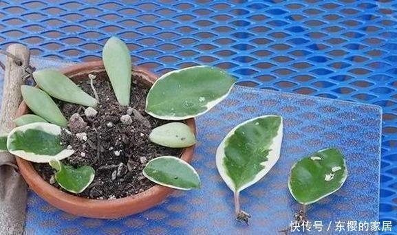 「只需要剪下」亲戚朋友家见到3种植物,剪些叶子带回家,插到土里就能活