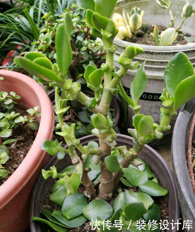 『忍不住』燕子掌长徒了怎么办?网友的神操作,我也是醉了,忍不住哈哈大笑