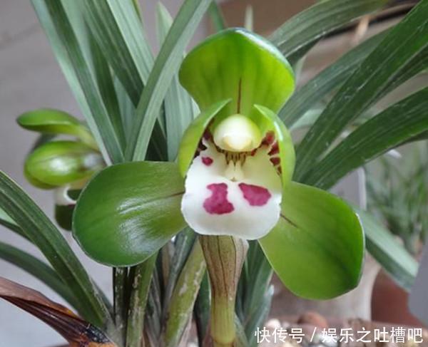 「花型」开花“奇香”的铭品兰花,花色翠绿,花型饱满大气,新手养兰首选