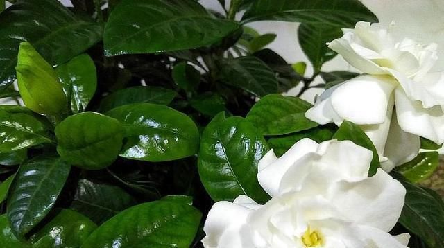  『影响』栀子花叶子薄、小、软，赶紧这么做，否则会影响开花！