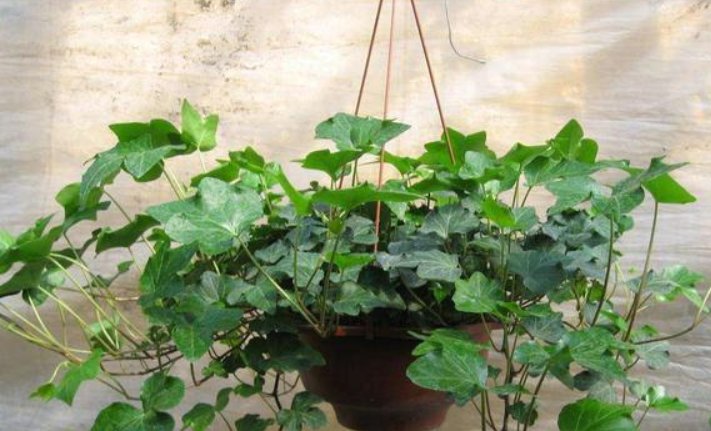  #最合适#这4种植物, 养在卫生间最合适, 家中无“异味”, 再也不用皱眉!