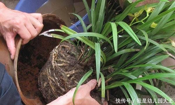 养花■养花的三个“禁忌”,沾上一个,就容易养死,你中了几个