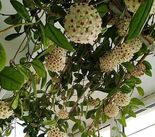  「球兰」别养绿萝了，这“球兰”叶花可赏，还耐阴，盆栽一棵花开100朵