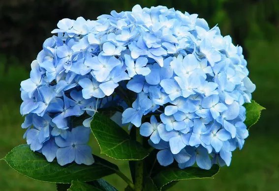  扦插：家养此5种花卉，扦插一根枝条就活，一盆繁多盆，轻松打造小花园