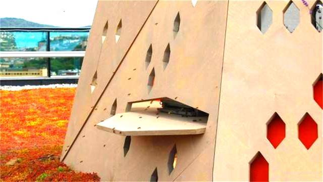 世界“最特别”的大桥,不为人修建,而是为了这4500万只螃蟹