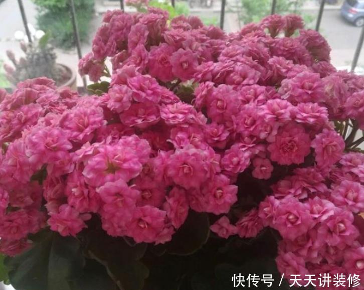  漂亮@4种便宜花，却开花特漂亮，10元两盆，个个开成花球，四季有花赏