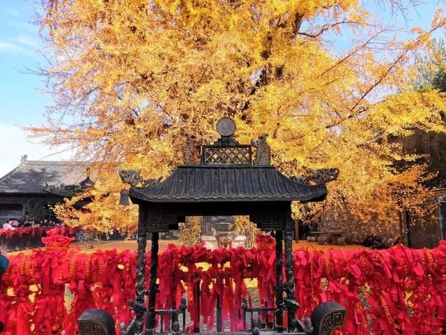 李世民种的银杏树火到国外,美了1400年!西安,火出圈了