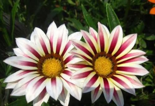  「耐热」这种花像“假花”，一年四季开花不断，耐寒又耐热，当盆栽最合适