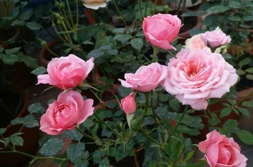  『栀子花』月季栀子花，花还没开就掉落，3个原因一看就懂！