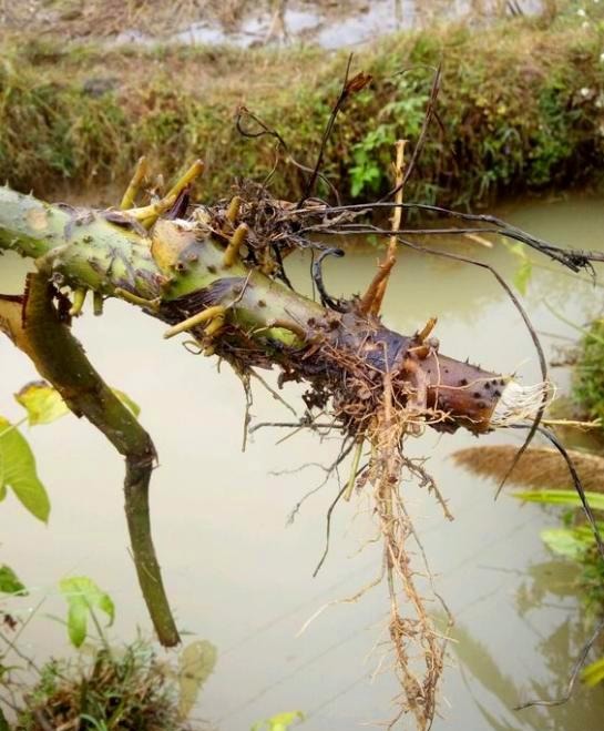 农村这野草俗称“刺死你”，蛇见了掉头就跑，却是治胃病的良药