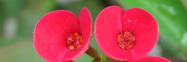  #开花#你家的虎刺梅为什么不开花,这几点你做到了吗?