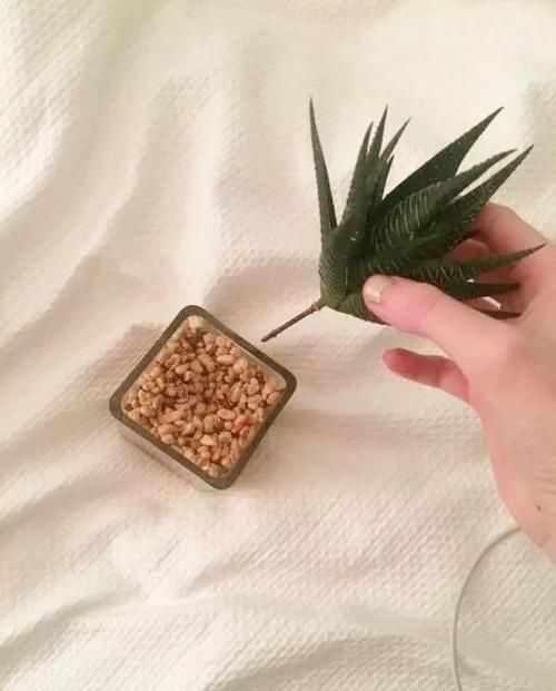  朱顶红：看见这花可别买，忍住，小心被忽悠，花钱买气受！
