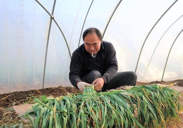  「种植蒜苗」农民种植一种蔬菜，2亩收入24000元，值得借鉴吗？