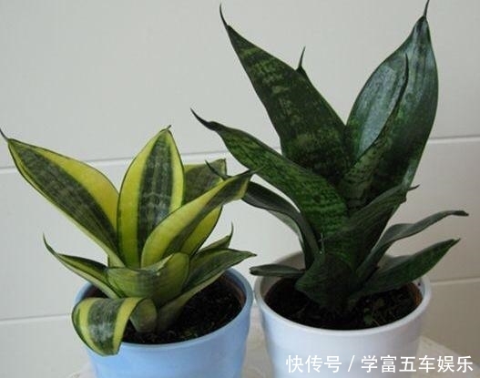  「无聊」别再觉得养花草无聊了，盆栽3款植物，室内放一盆就受益无穷