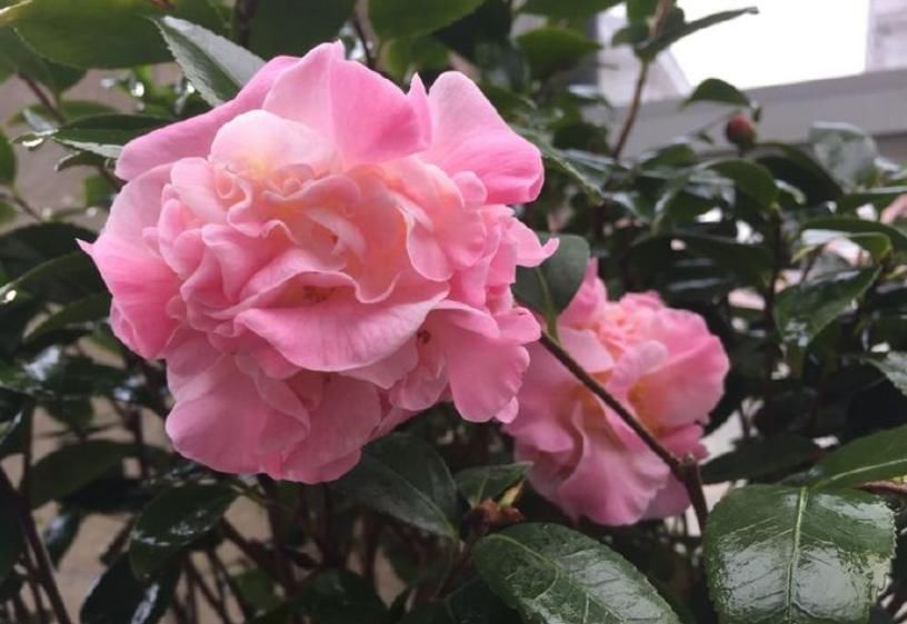  『花开』喜欢三角梅，试试“珍稀名品”柠檬黄三角梅，花开爆盆成花海！美