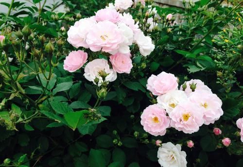  「大色」此花花大色艳，长势茂盛，容易爆盆形成花海
