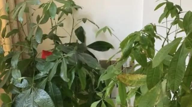  「能力」4种花自带“财气”，聚财能力堪称一流，有钱人都养了一盆！