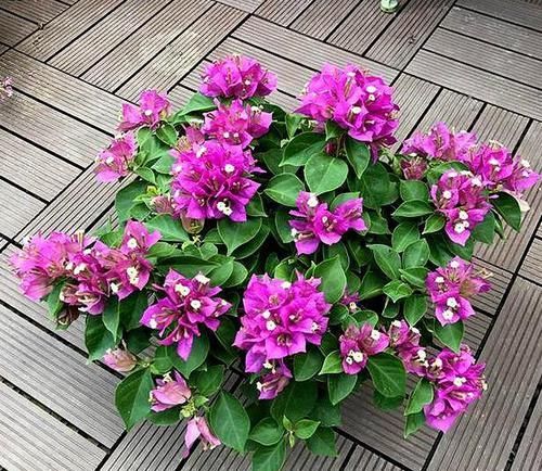  『把它』阳台种花首选“它”，花量大，一开就是花瀑布，新手也能养活