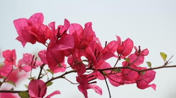 「家养」打春后,家养这几款花卉,花姿卓越,花朵茂盛密集,还你一片花海