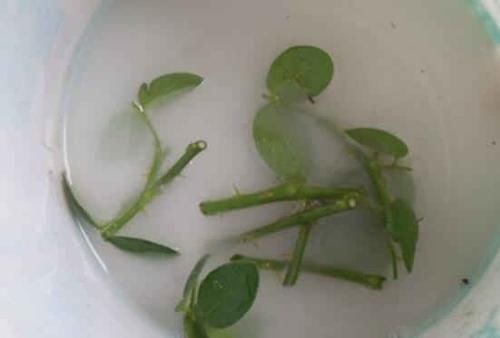「路边」这两种植物,路边掐根枝条,回家自己扦插,把花园“搬”回家