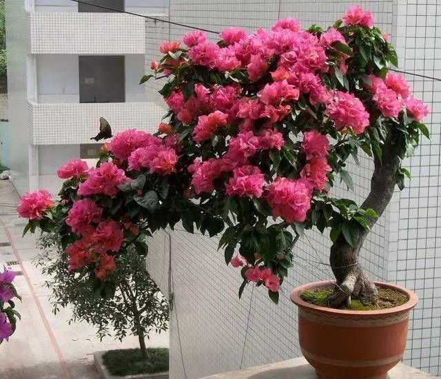  『扦插』5种“生根水，辅助植物扦插，增加“成活率”，半个月一盆变多盆