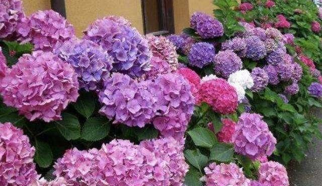  nbbe_2286新手学扦插,就选这几种花,捡根枝沾土就活,四季开花,次次爆盆