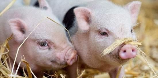  农户：现在鼓励农户养猪，那剩饭剩菜可以喂猪吗？