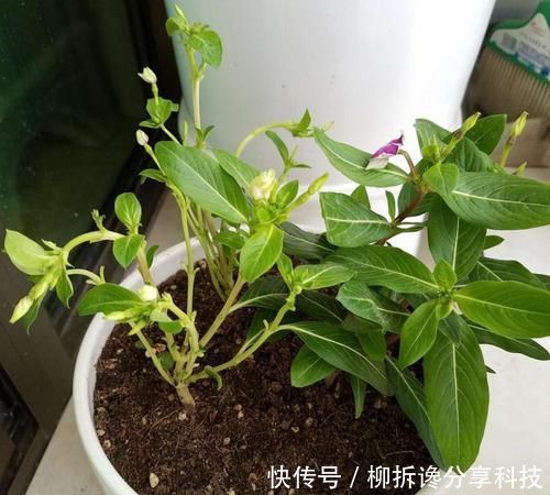 「漂亮」3种花,顶部修剪很重要,越剪长得越猛,不然开花少长得丑!