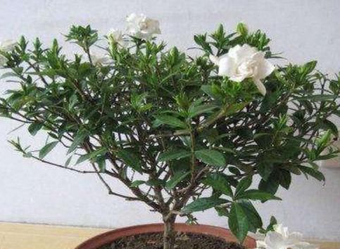  [花钱]能做“药膳”的3种植物，在家养1盆，“小病小灾”都不用花钱了！