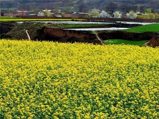『雨生』雨生百谷,花开百福,陇西的油菜花开了……