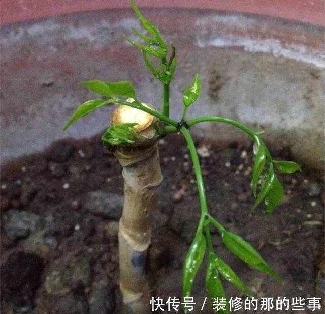  『花钱买』养花技巧：最难养的3种花，扦插100%活，下次别再花钱买啦