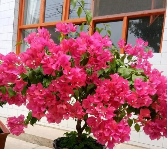  「三角梅」养三角梅,记住这几点,花芽不断冒,全年开花不间断,一茬接一茬