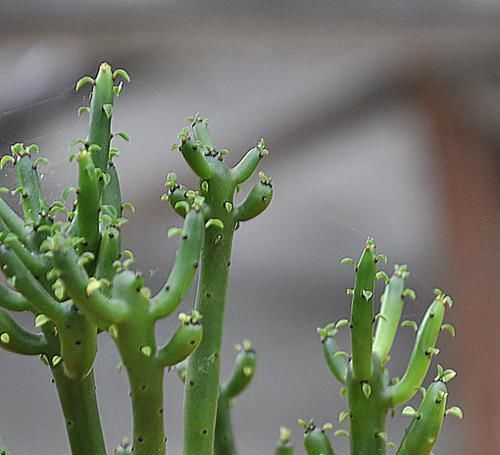  『植物』它没叶，全是枝干，注意生长环境，护理的当，你也可以养开花