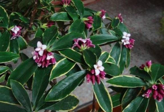  「花苞」养金边瑞香，2种“垃圾”混着吃，花苞成“团”，花开红艳艳