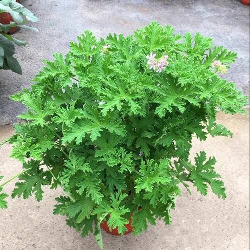  『盆栽植物』建议大家：在农村见此“草”勿扔！养在家里，净化空气又养眼