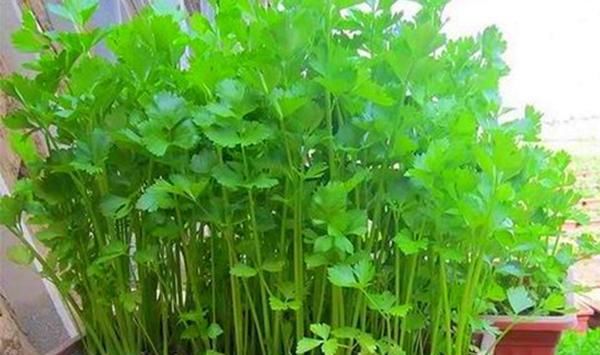  『蔬菜』阳台种菜不出芽，想吃菜都没有，这几步很关键