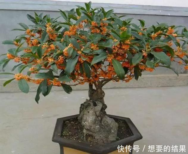  还要■比香水还要香的9种花, 养在阳台上, 满屋子都飘香！