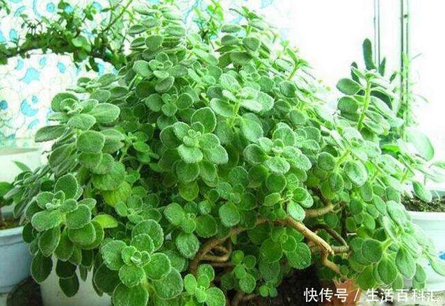  『养护的时』房子再小也要养盆“它”，摘片叶子砸一砸，驱蚊子效果一极棒