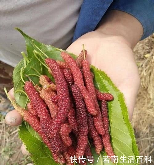  「不少」一年采果6次，亩产5000斤，比桑葚颜值高还贵5倍，农民可种植吗？